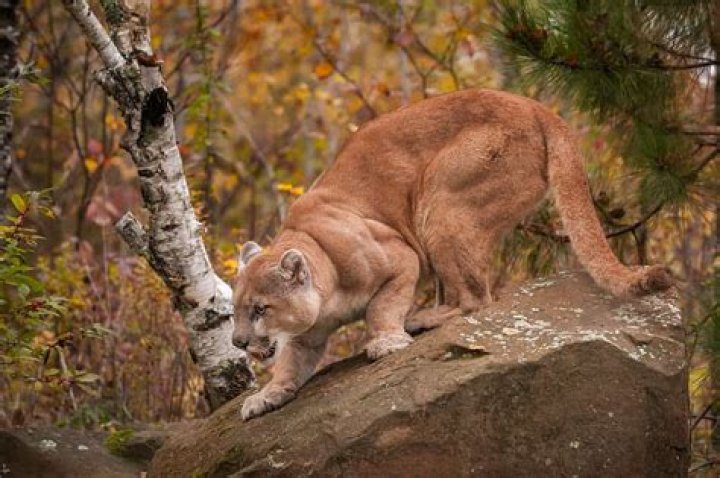 Are there mountain lions in Alum Rock Park?