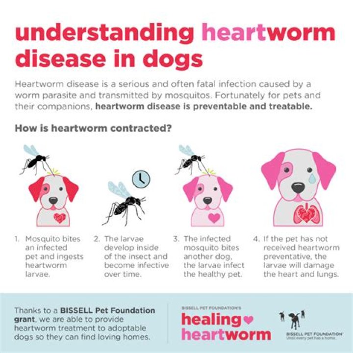 Can a heartworm positive dog be cured?
