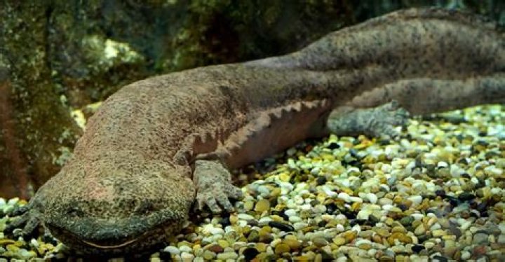 Can I own a giant salamander?