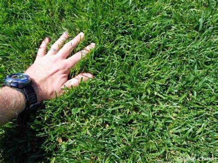 Can you grow fescue grass in Arizona?