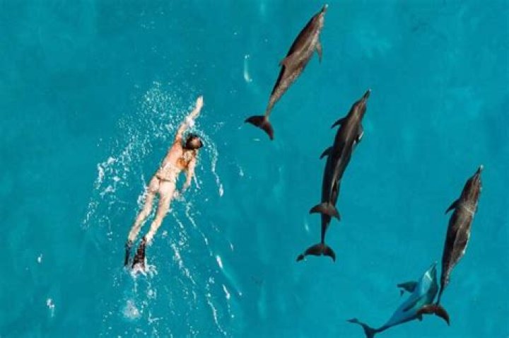 Can you swim with dolphins in Eilat?
