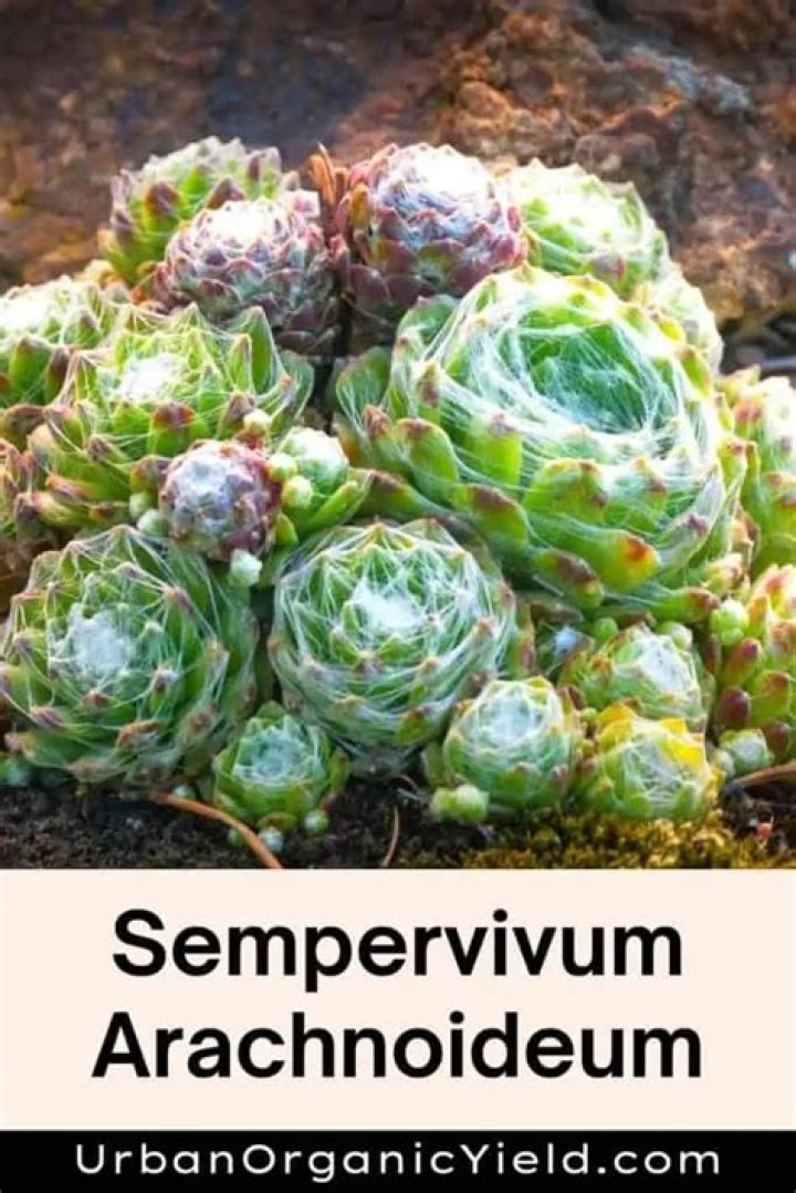 Do Sempervivums spread?