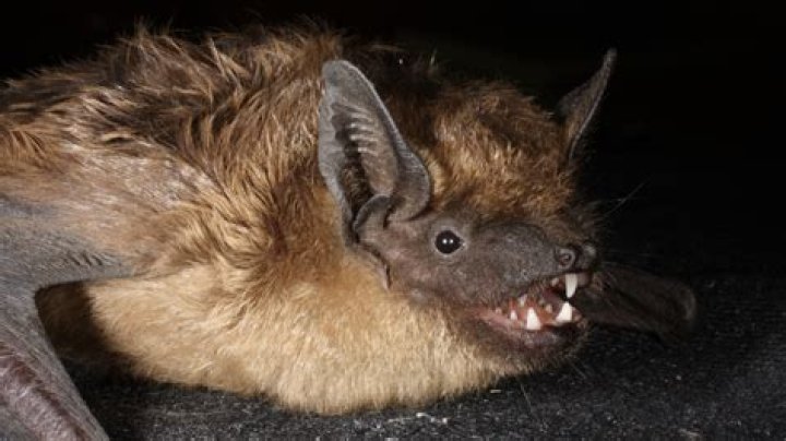 Do small brown bats hibernate?