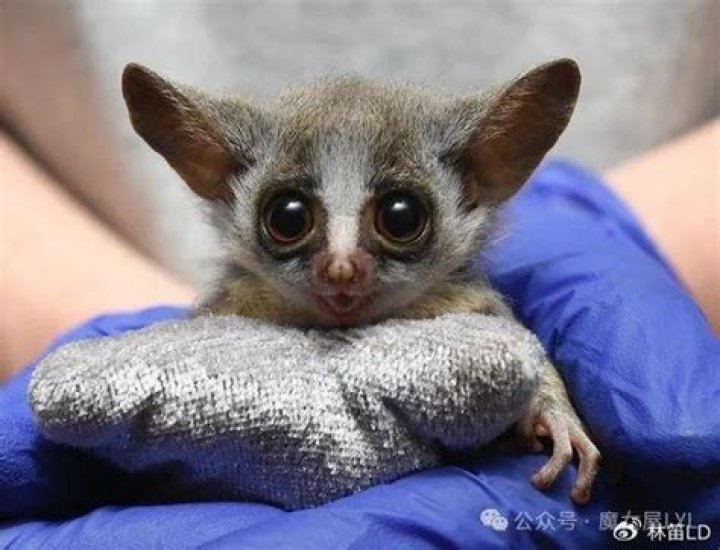 How do bush babies behave?