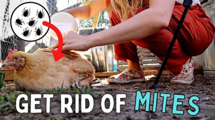 How do you get rid of mites on chickens?