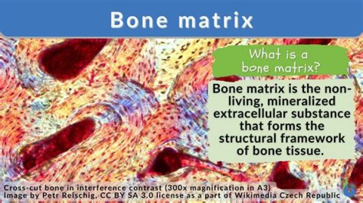 How does demineralized bone matrix work?