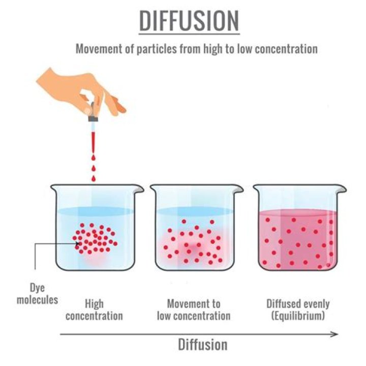 How does diffusion work in the alveoli?