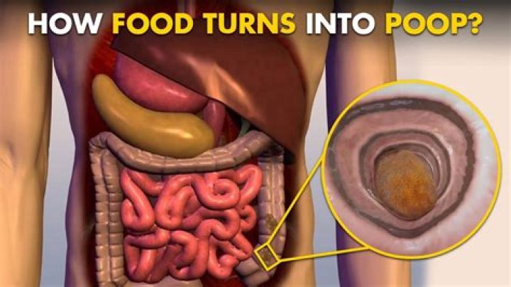 How does solid poop turn into diarrhea?