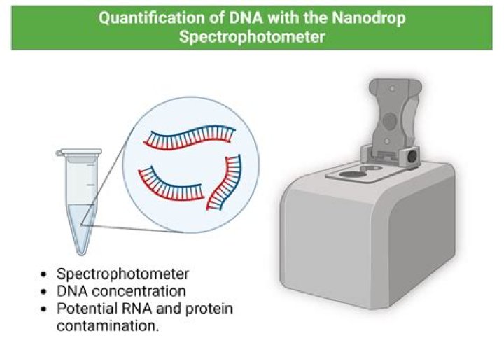 How is DNA quantified by spectrophotometry?