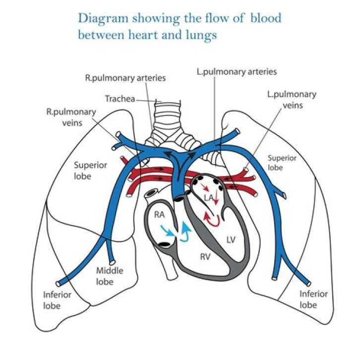 How many pulmonary veins drain into the left atrium?