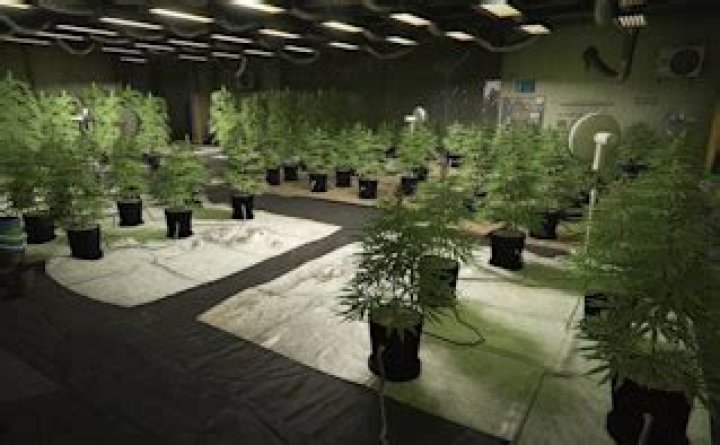 How much does the weed farm make in GTA 5?