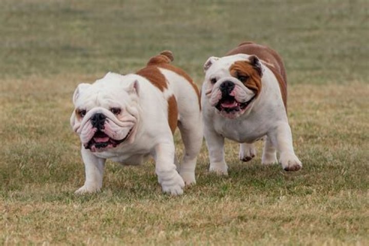 How much is an English Bulldog in Texas?