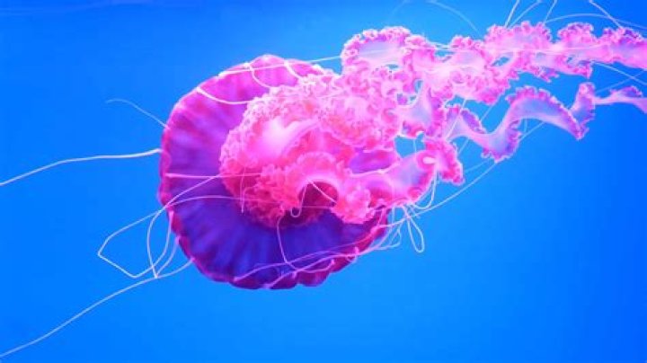 Is a jellyfish the largest animal in the world?