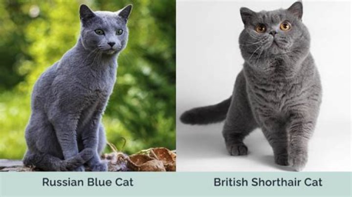 Is British Shorthair same as Russian blue?