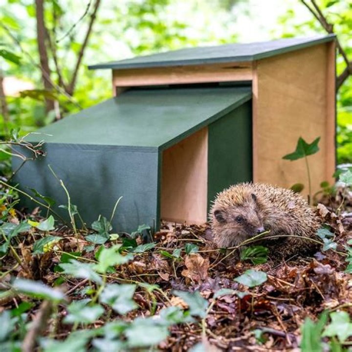 Is it worth buying a hedgehog house?
