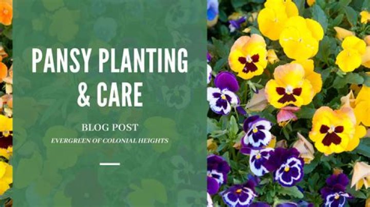 What are some tips for caring for pansies once they are planted?