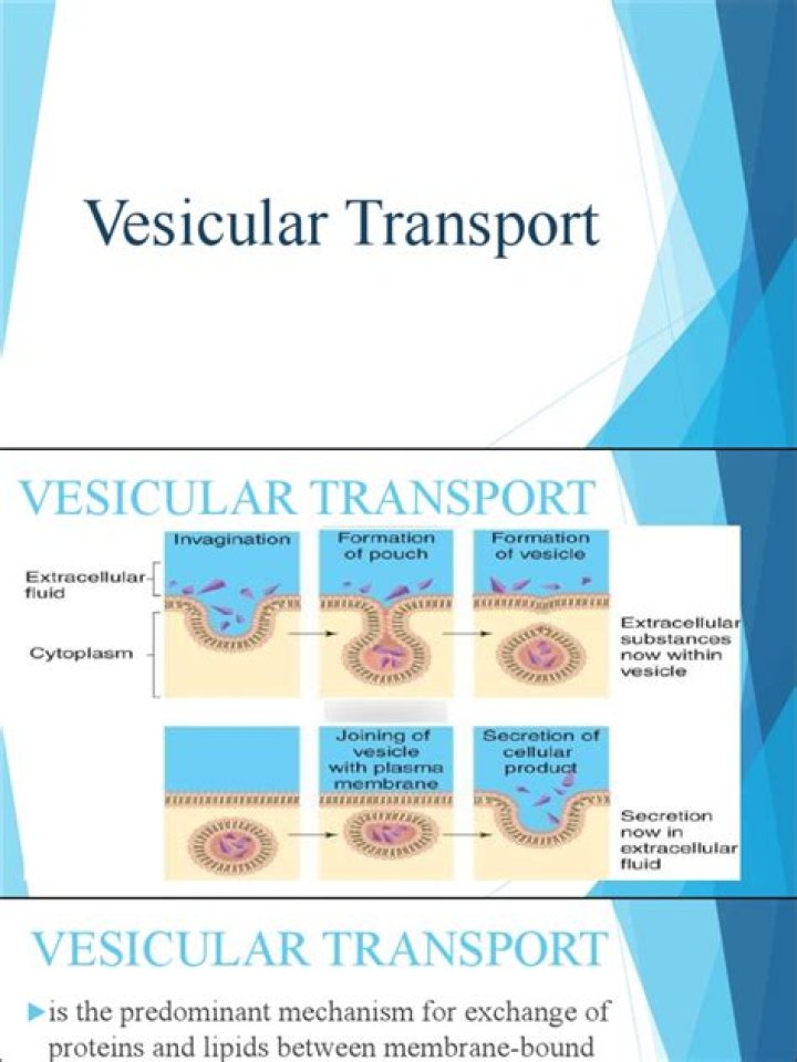 What are the 4 types of vesicular transport?