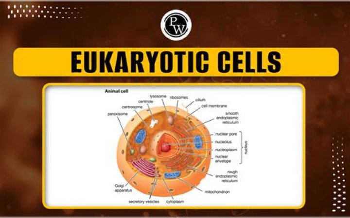What are the 5 eukaryotic organisms?