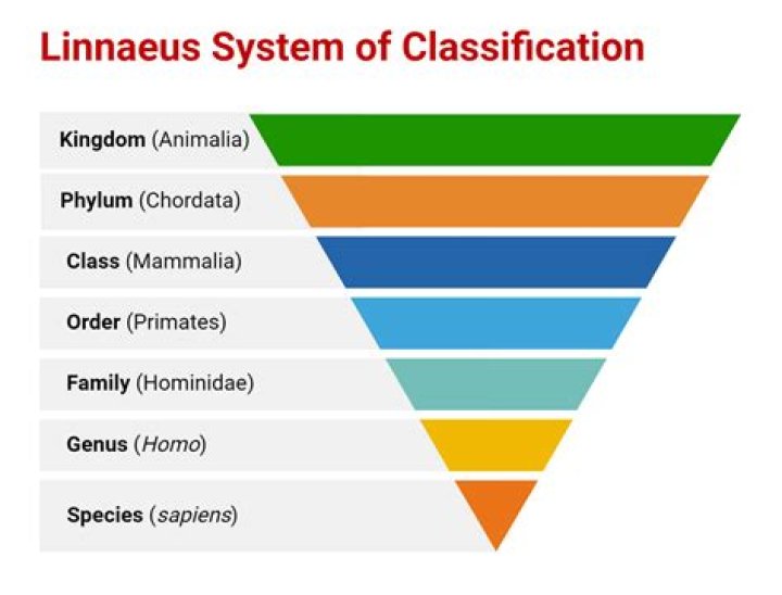 What are the 7 levels of classification for wheat?