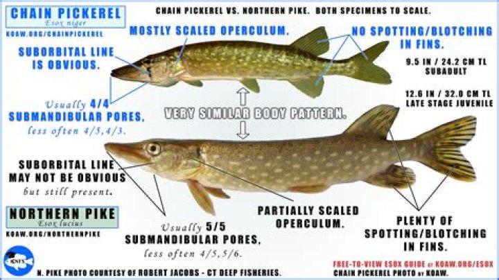 What are the differences between pigments and dyes?