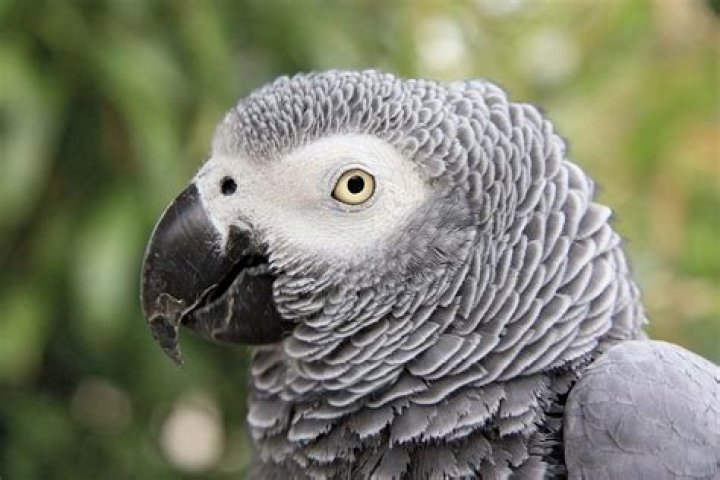 What are the pink and GREY parrots called?