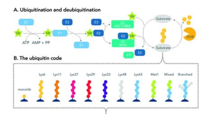 What are ubiquitination signals?
