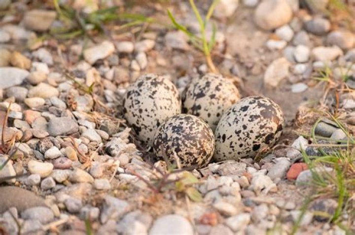 What Colour are plover eggs?