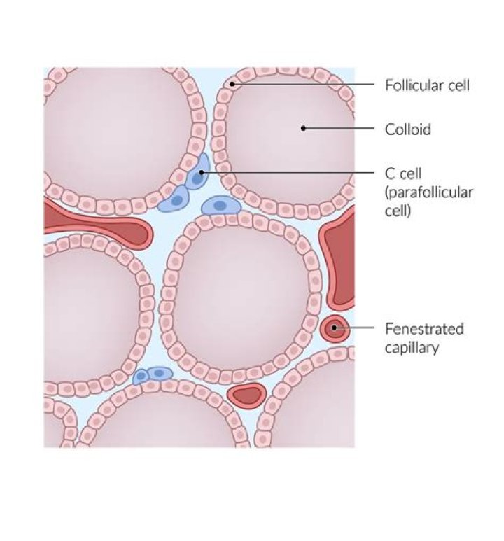 What does follicular epithelial cells mean?