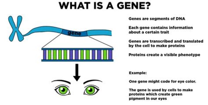 What genes make a redhead?