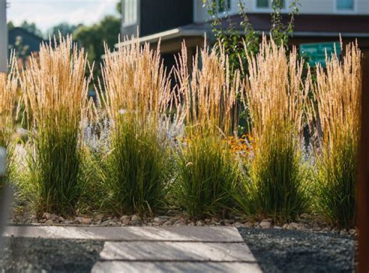 What happens to ornamental grasses in winter?
