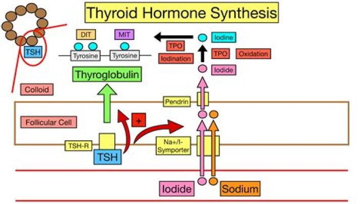 What hormones does tyrosine synthesize?