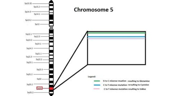 What is chromosome 5q?