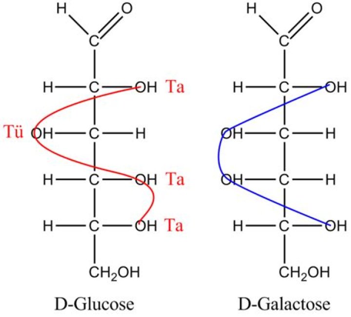 What is the difference between glucose and galactose?