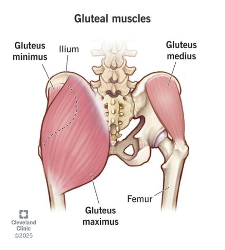 What is the full muscle name for the glutes?