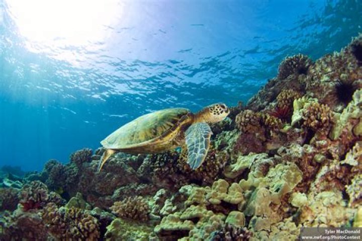 What is the sea turtles habitat?
