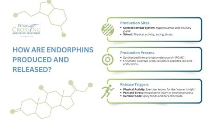 What release the most endorphins?