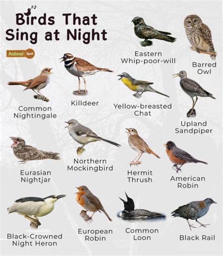 What song is named after a bird?