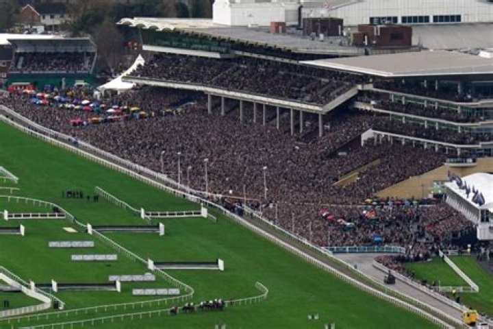 What year did Annie Power fall at Cheltenham?