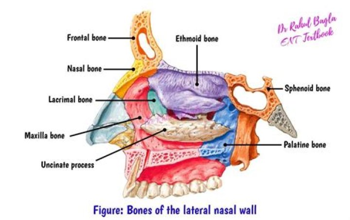 Which bone forms the inferior nasal Conchae?