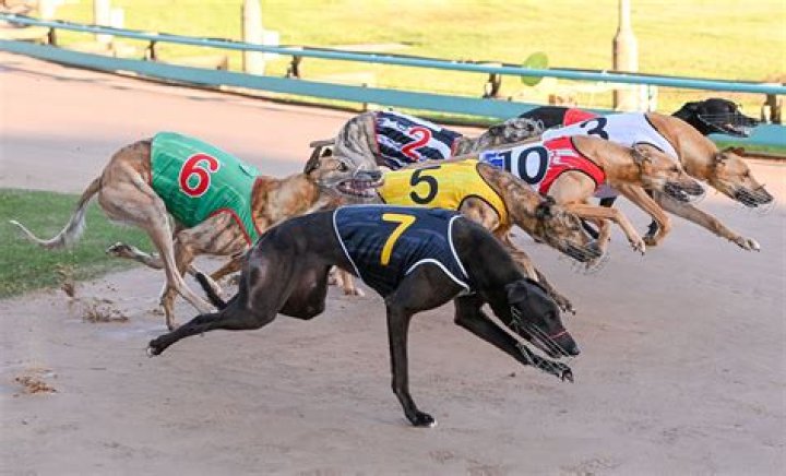 Which box wins the most in greyhounds?