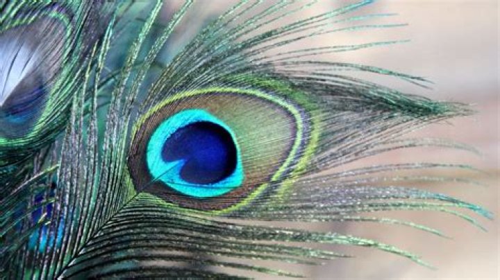 Why are peacock feathers considered bad luck in the theater?