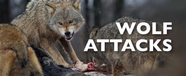 Would wolves attack a dog?